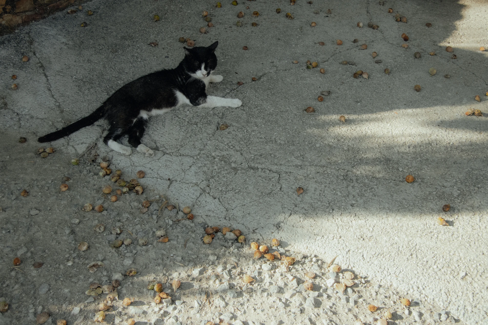 Black and white cat sitting on pavement