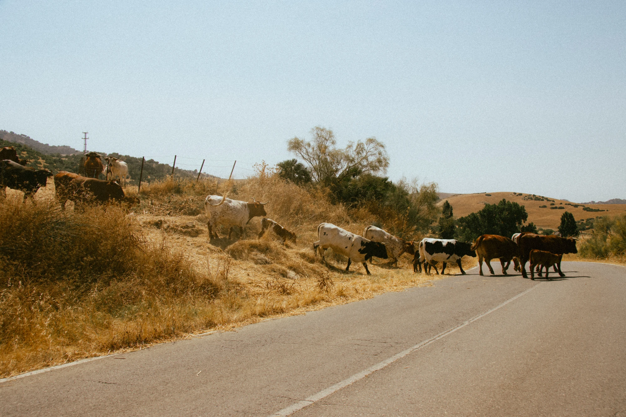 Cattle crossing a rural road