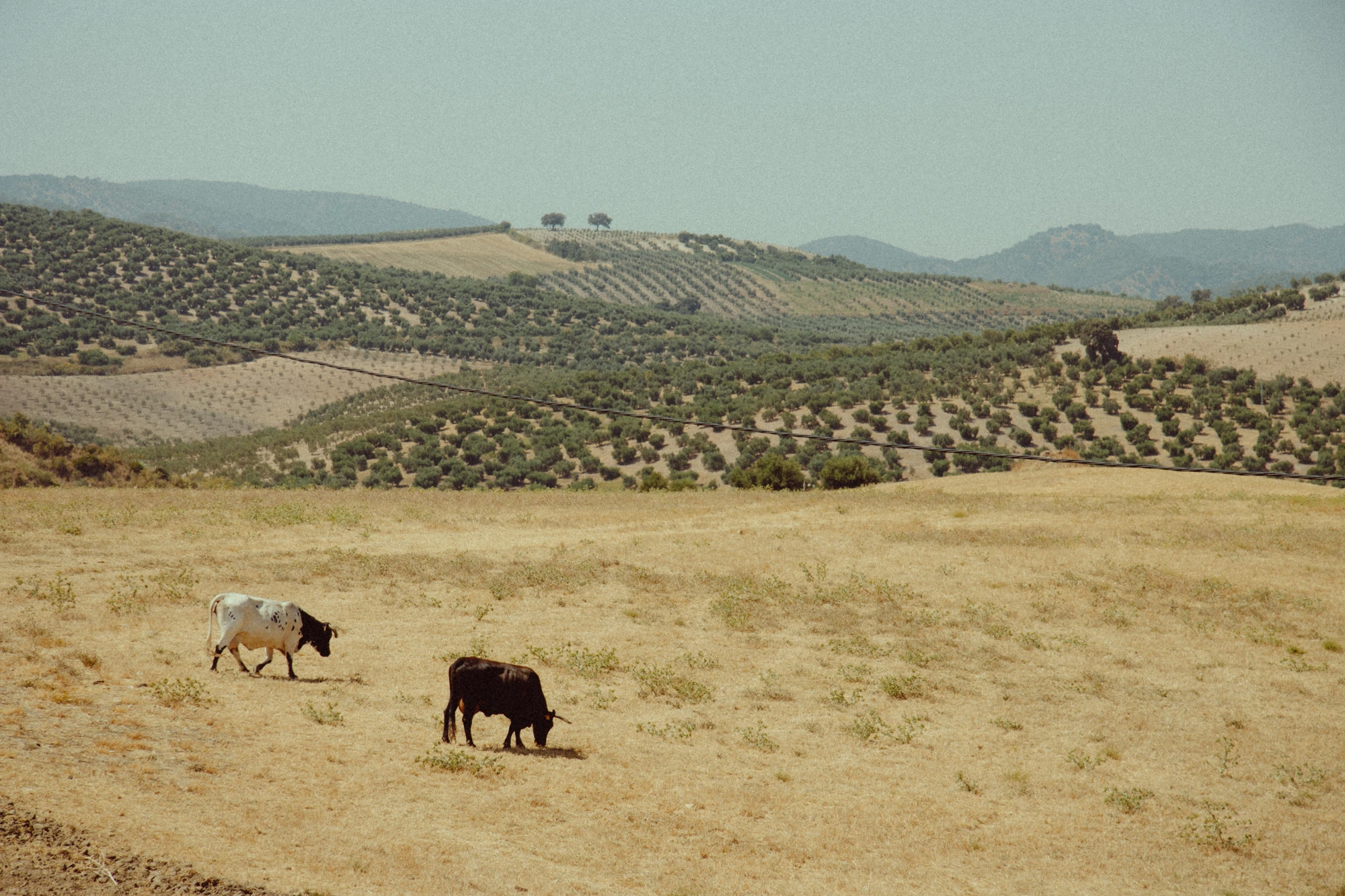 Cows grazing in an Andalusian landscape
