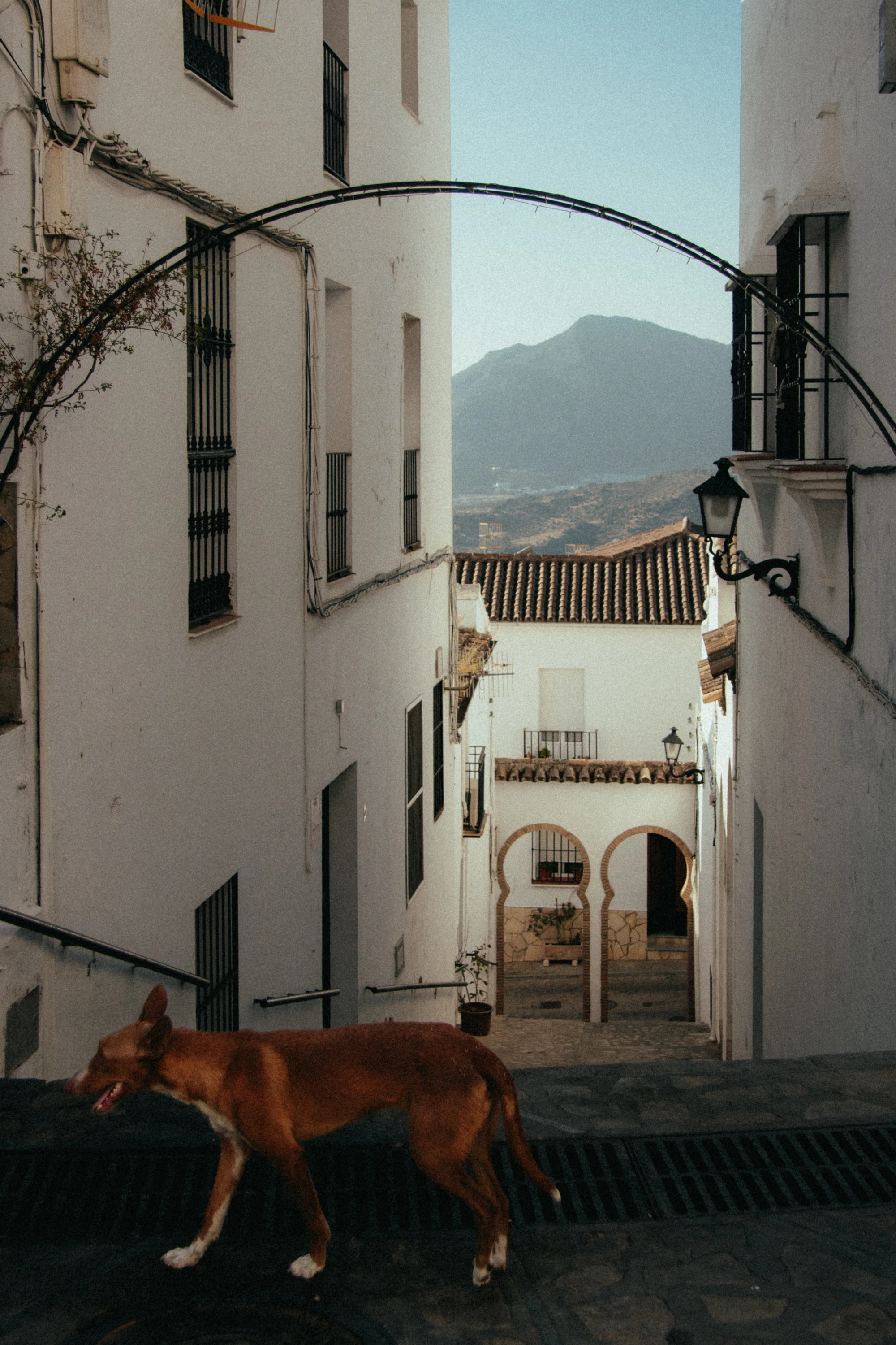 Dog standing in a white alley with mountain backdrop