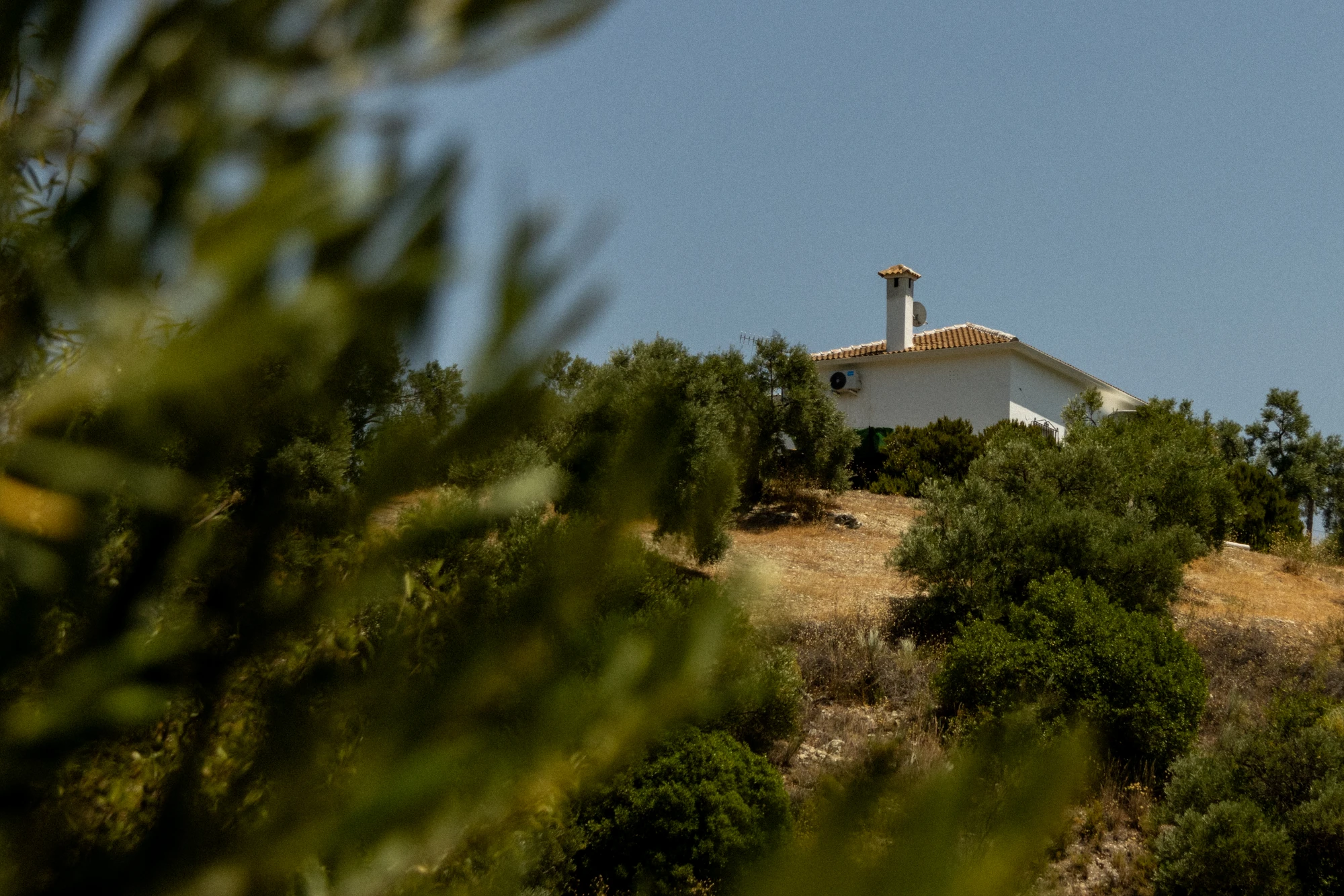 White farmhouse on a hill surrounded by olive trees